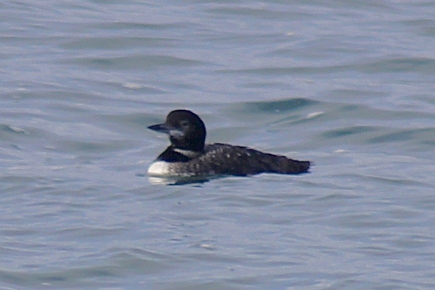 potáplice lední - ML645356710