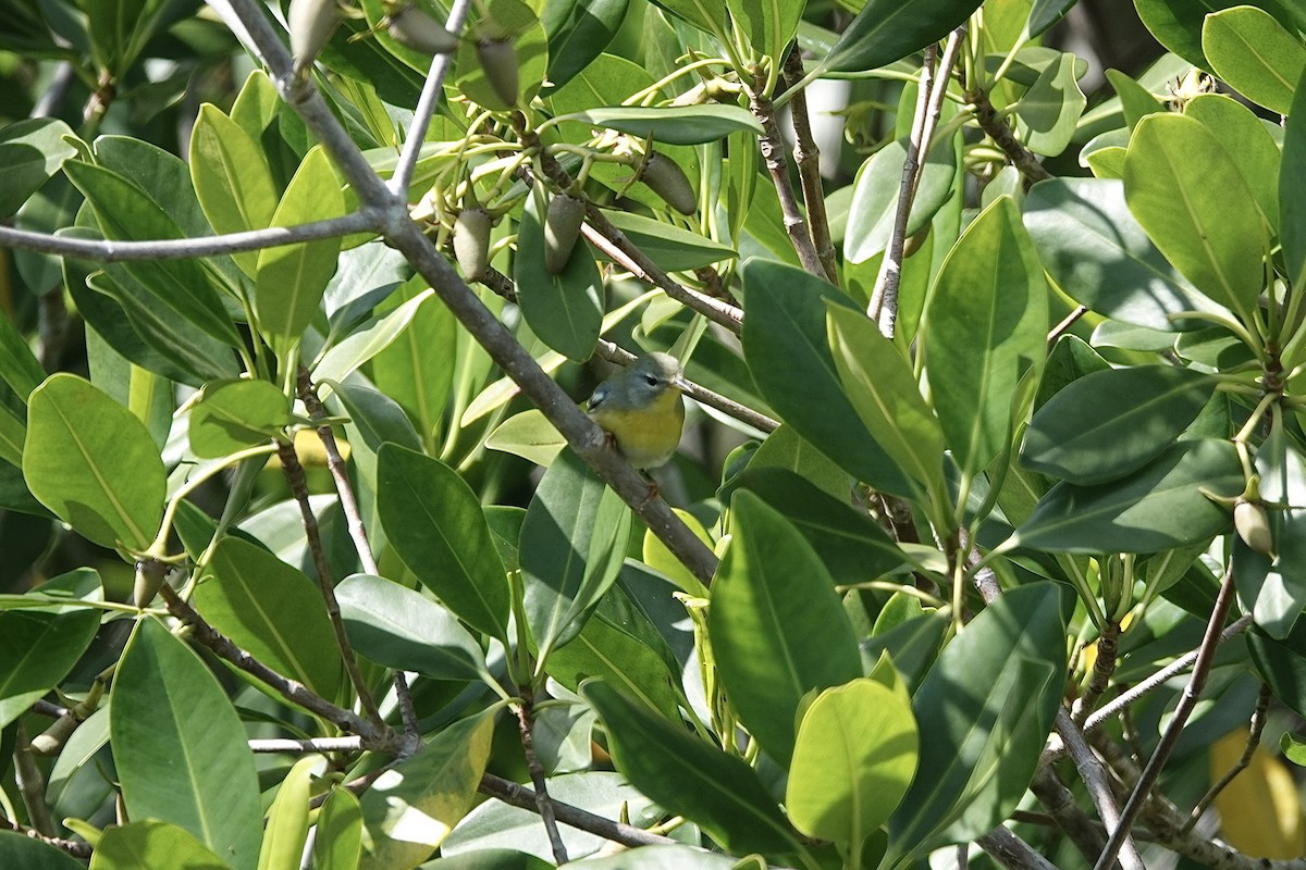 Northern Parula - ML645356716