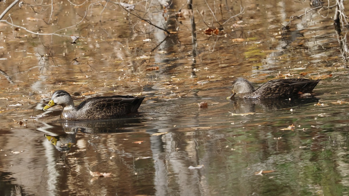 American Black Duck - ML645356728