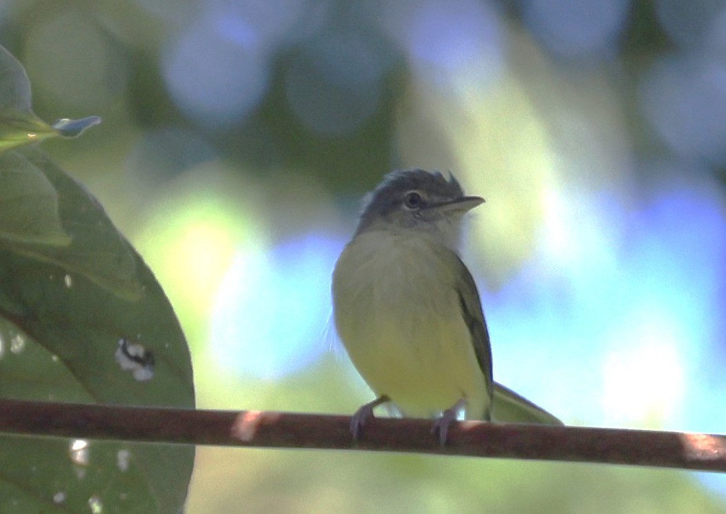Yellow-olive Flatbill - ML645356752