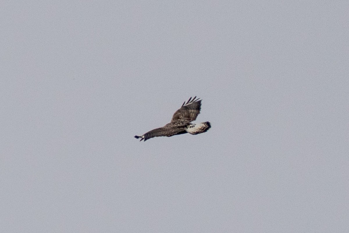 Rough-legged Hawk - ML645356753