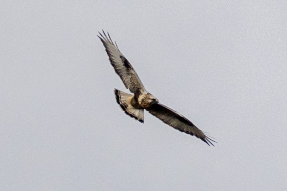 Rough-legged Hawk - ML645356754