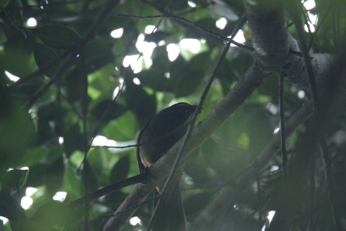 Cinnamon-bellied Saltator - ML645356760