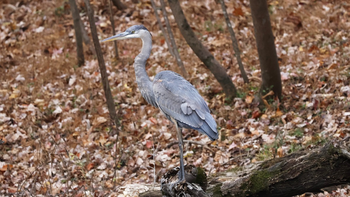 volavka velká - ML645356765