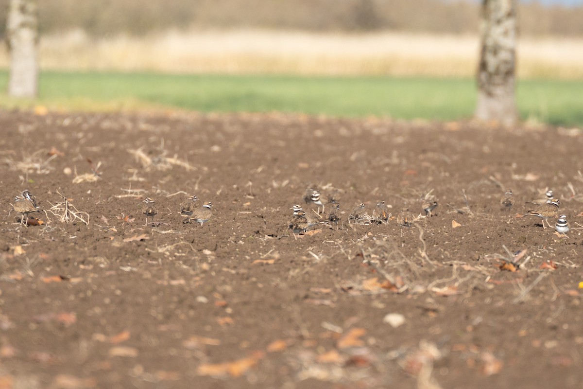 Killdeer - ML645356784