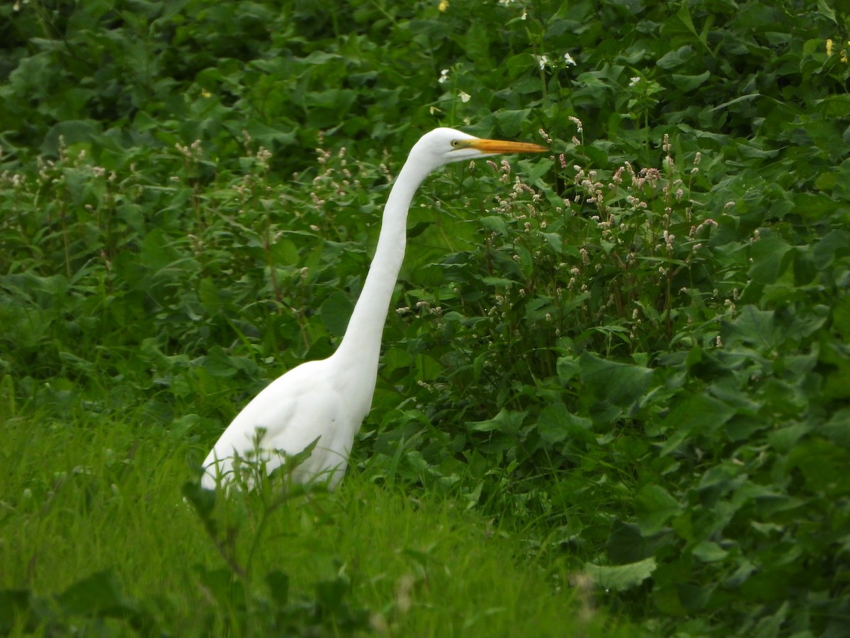 volavka bílá - ML645356791