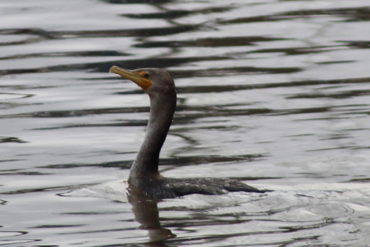 kormorán ušatý - ML645356793