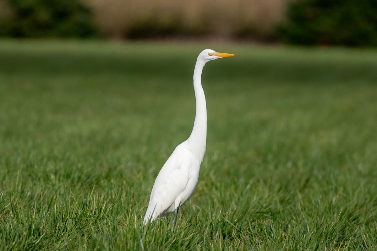 volavka bílá - ML645356794