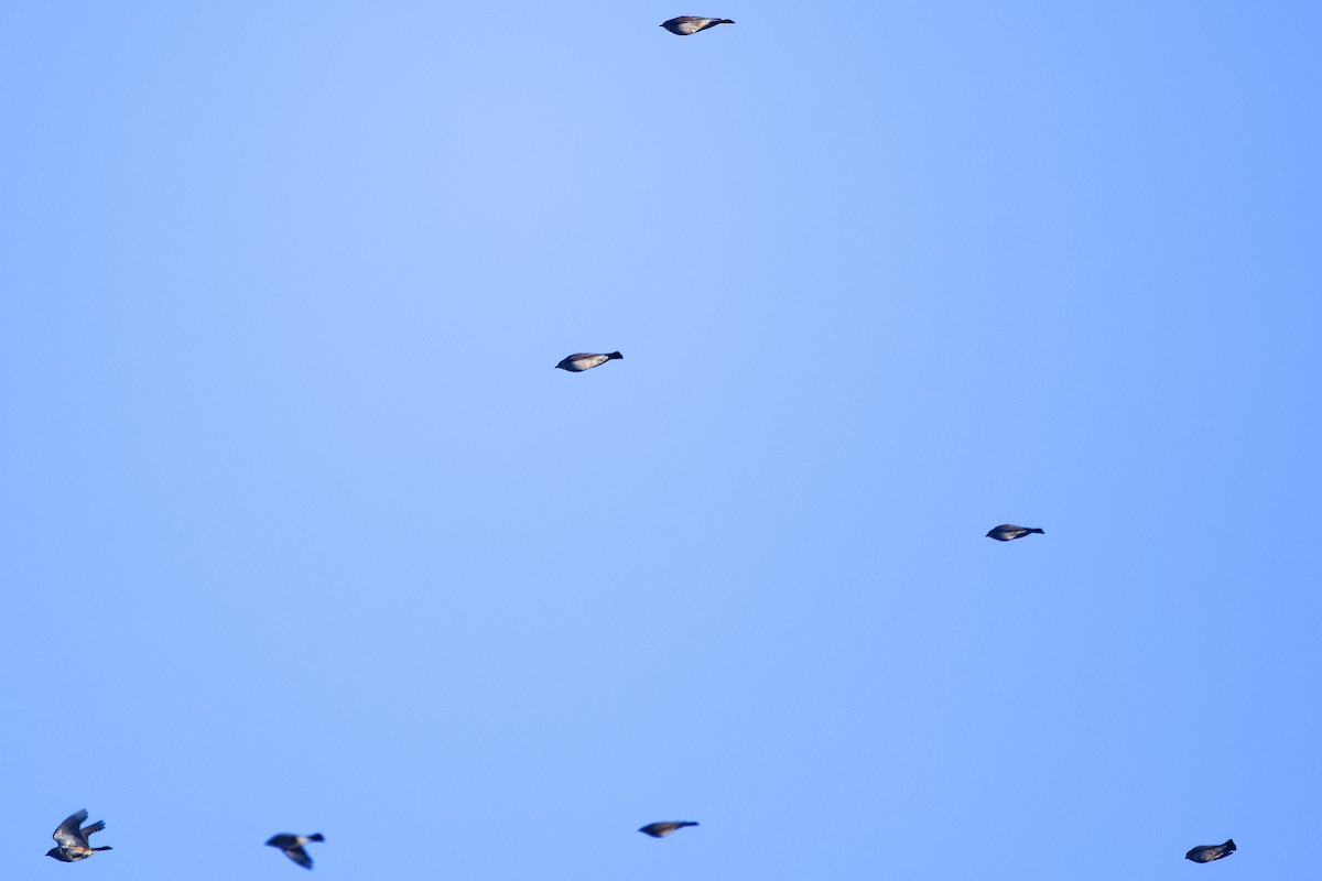 ハマヒバリ - ML645356798