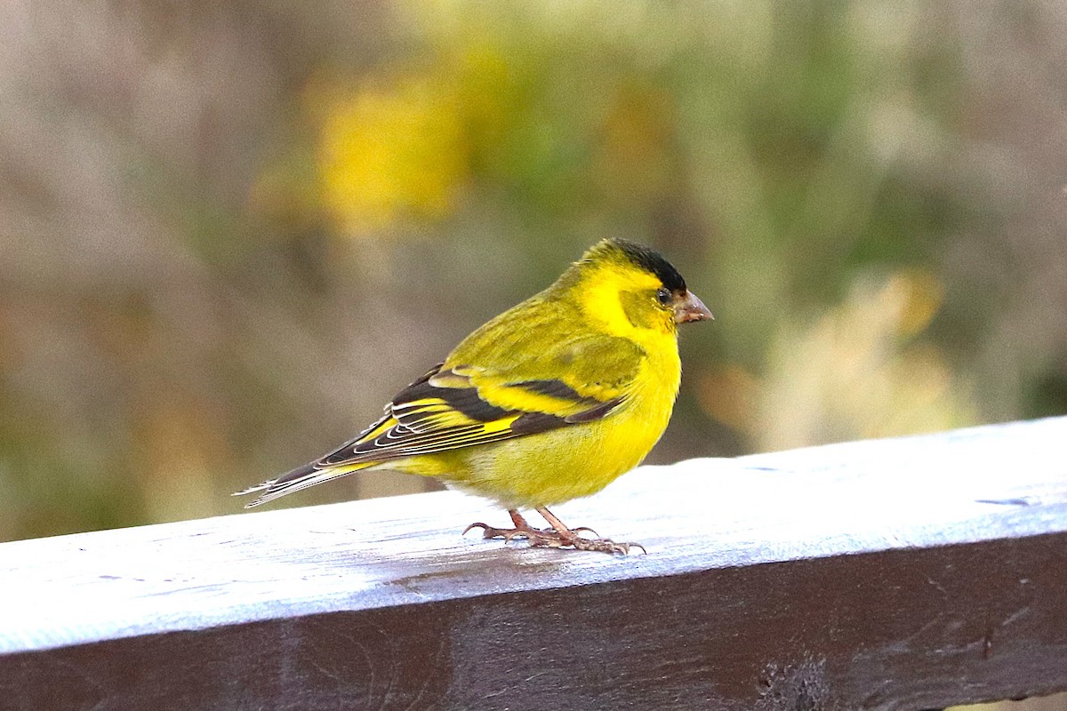 čížek vousatý - ML645356799