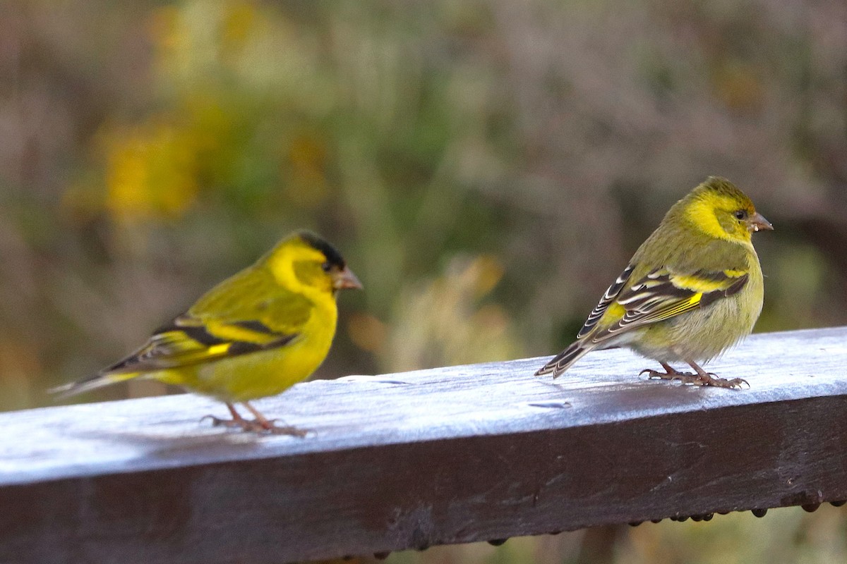 čížek vousatý - ML645356800