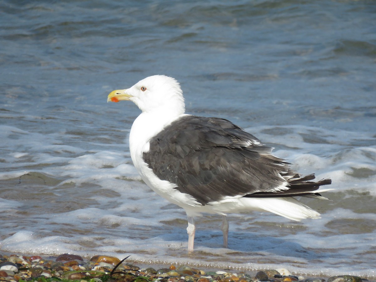 racek mořský - ML645356802