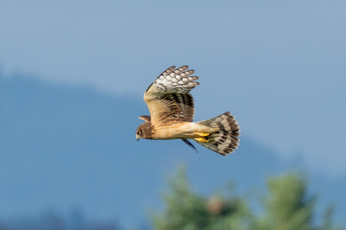 Northern Harrier - ML645356803