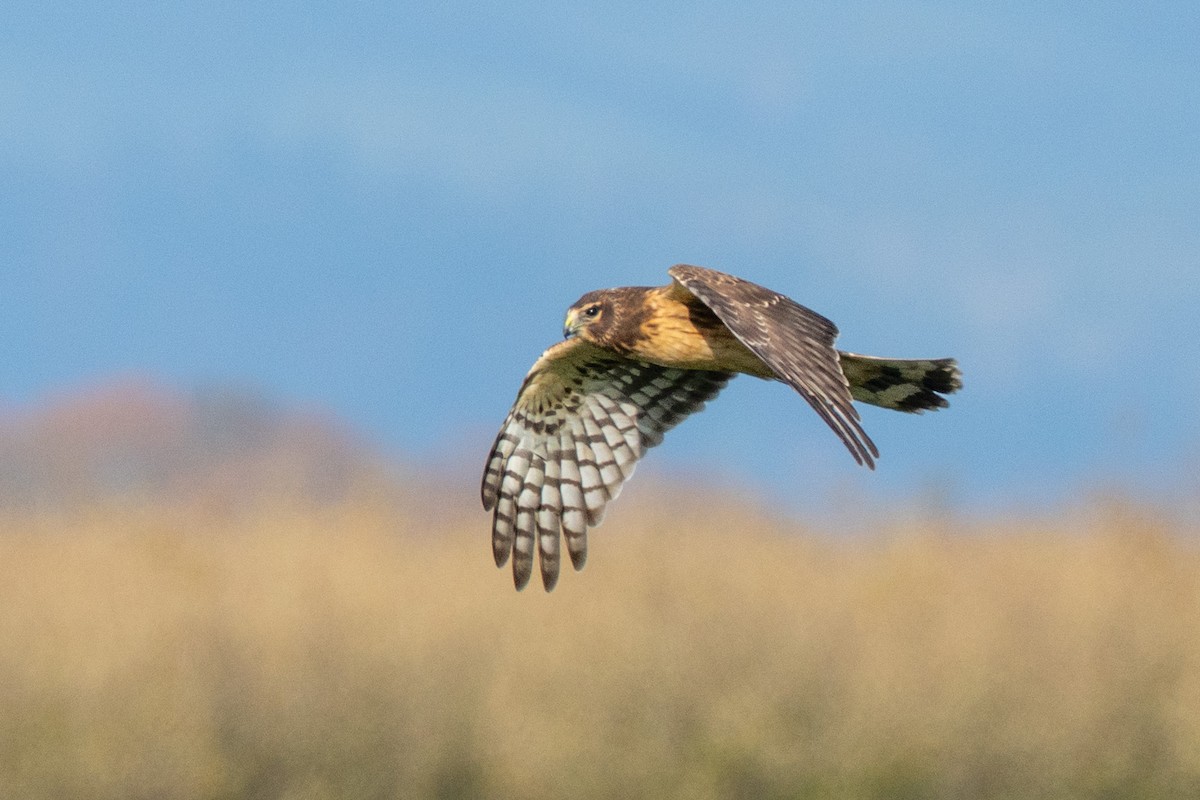 Northern Harrier - ML645356804