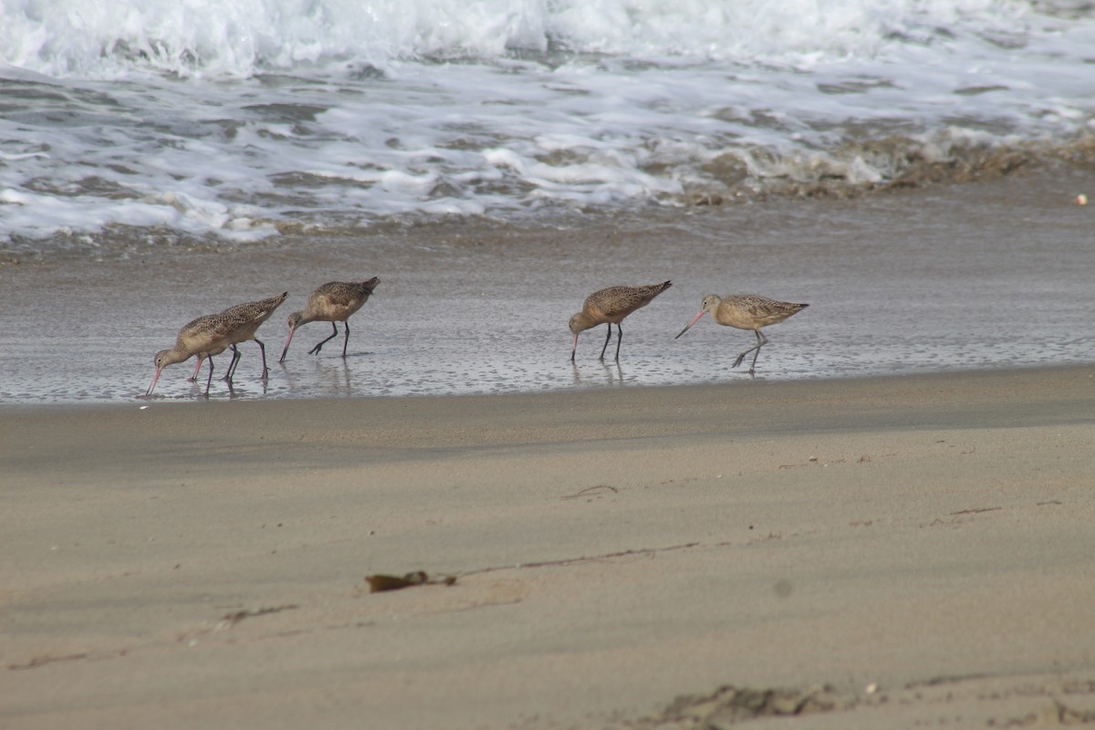 břehouš velký - ML645356809