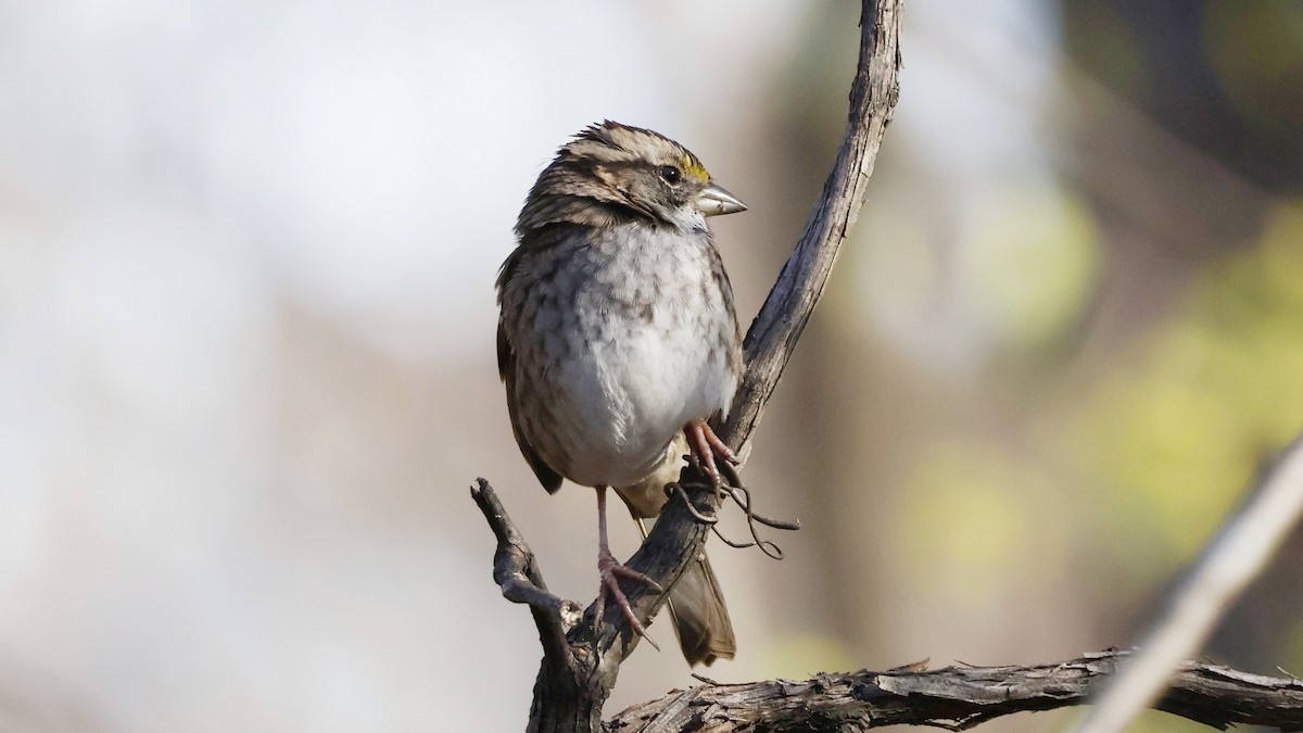 Белогорлая зонотрихия - ML645356811