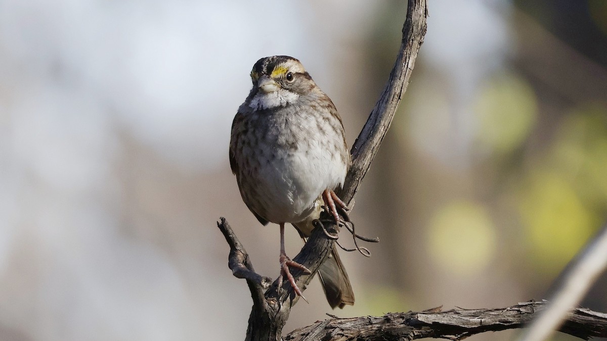 Белогорлая зонотрихия - ML645356812