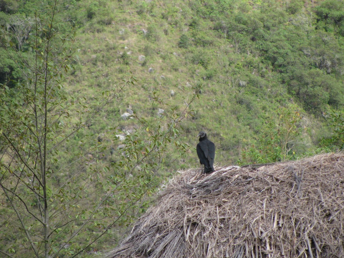 Катарта чорна - ML645356822