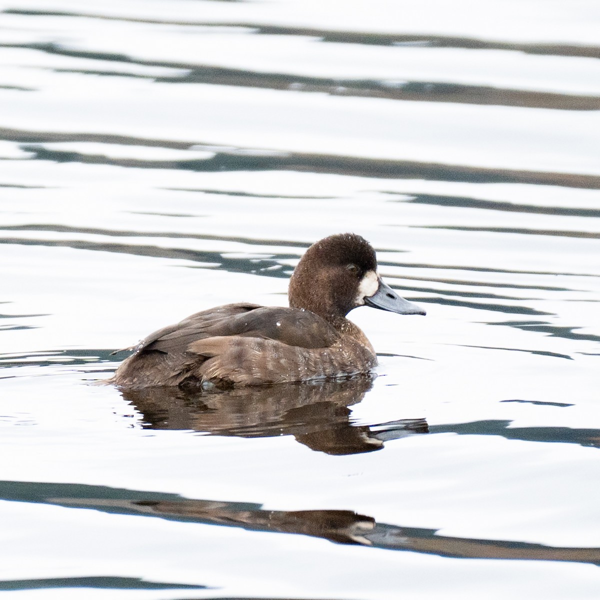 スズガモ - ML645356824