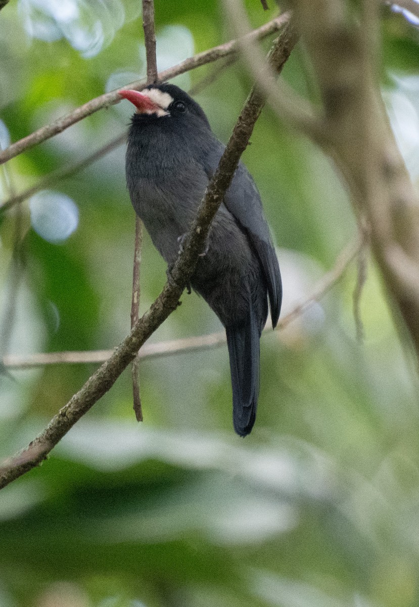 White-fronted Nunbird - ML645356830