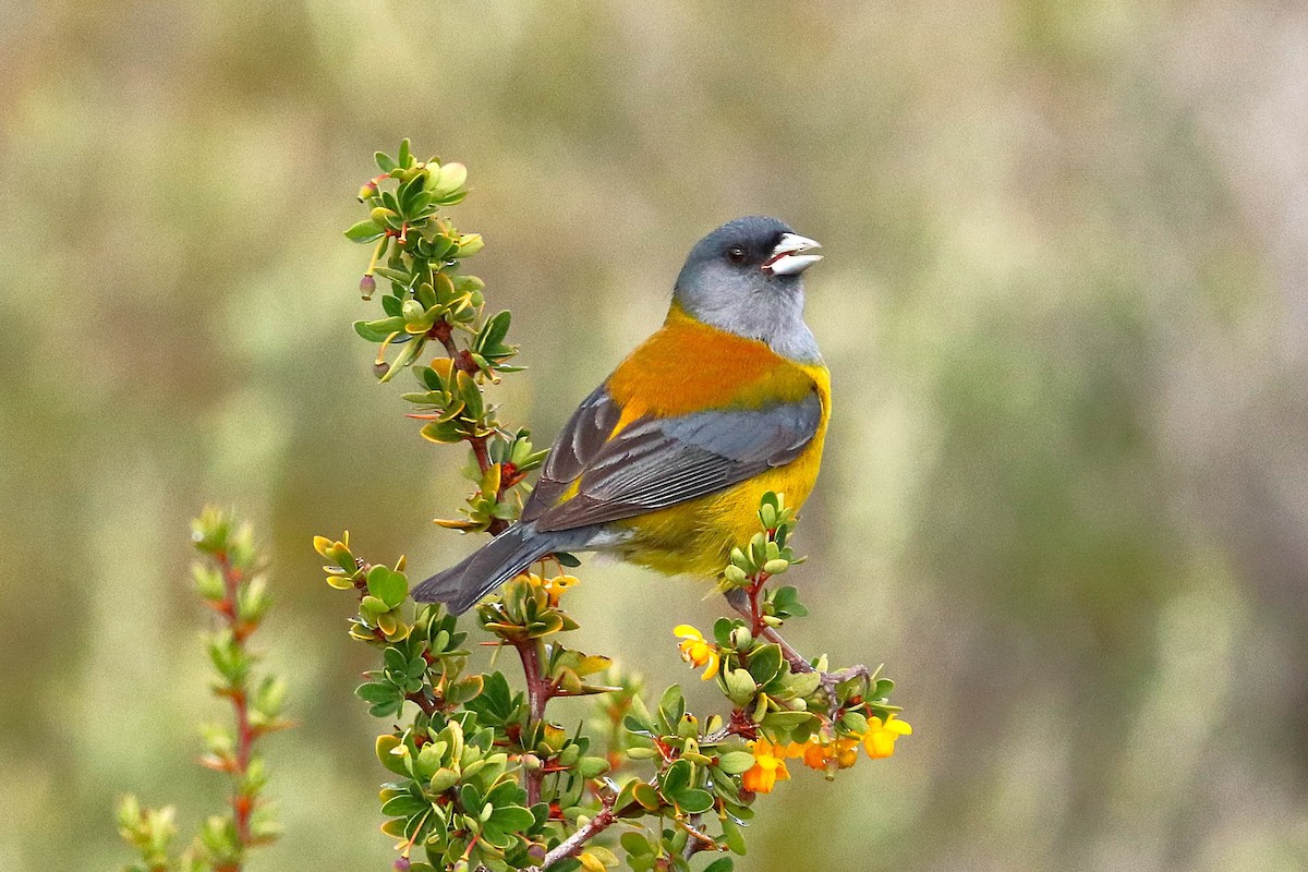 Patagonian Sierra Finch - ML645356831