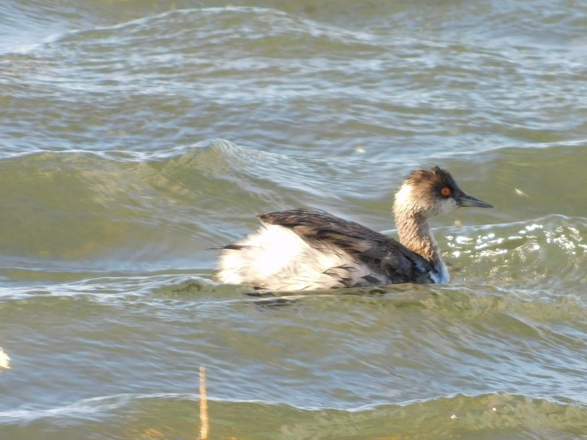 Eared Grebe - ML645356832