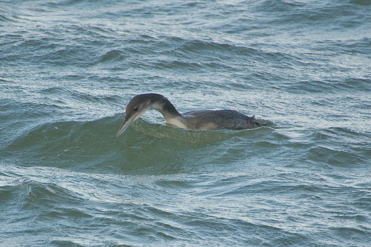 Common Loon - ML645356840