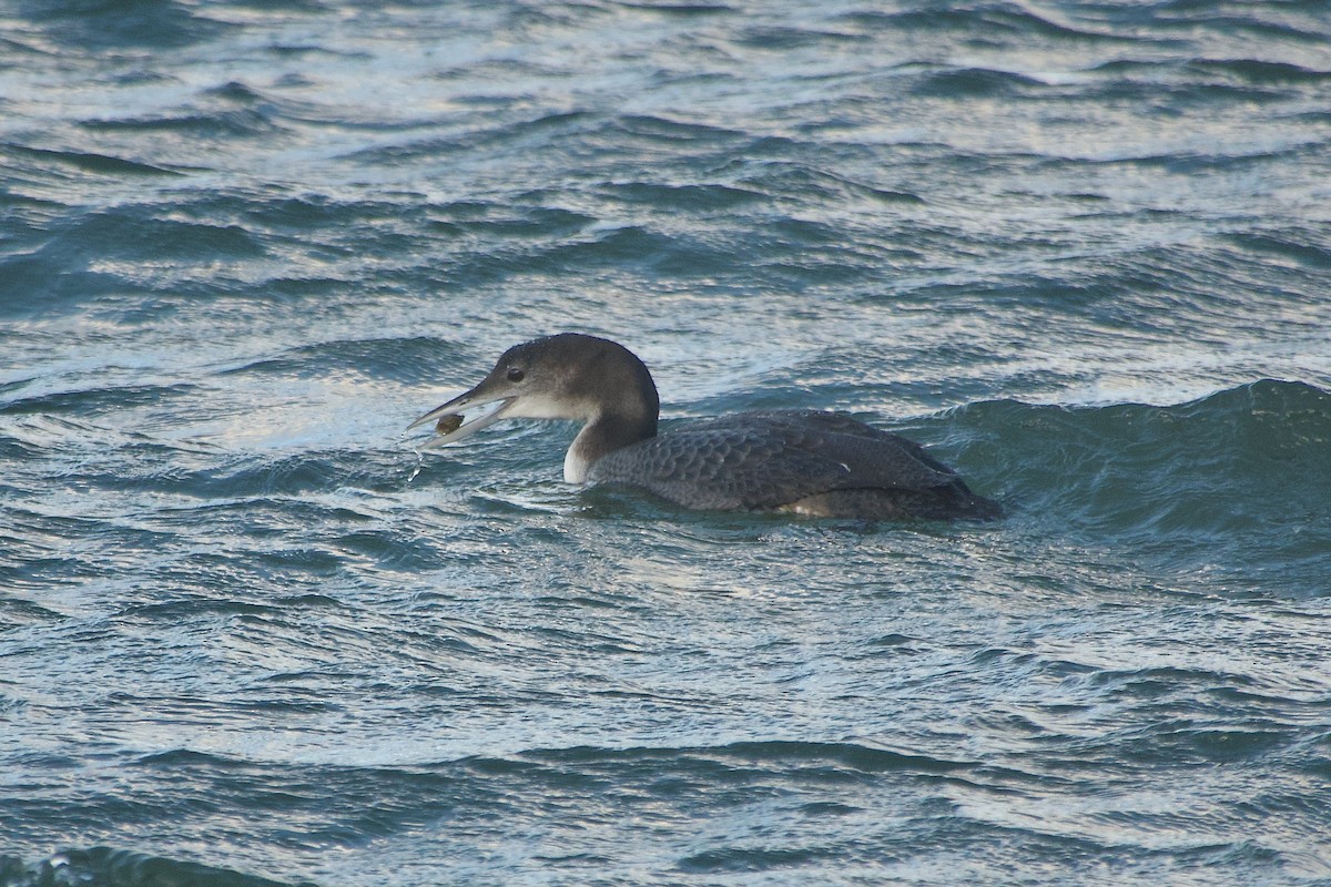 Common Loon - ML645356841