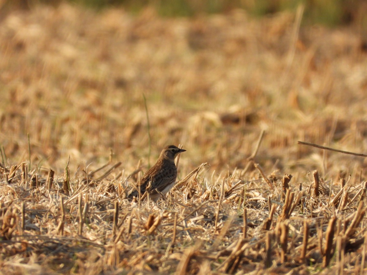 ハマヒバリ - ML645356899