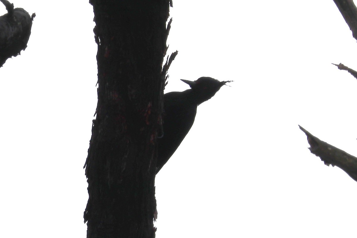 Magellanic Woodpecker - ML645356905