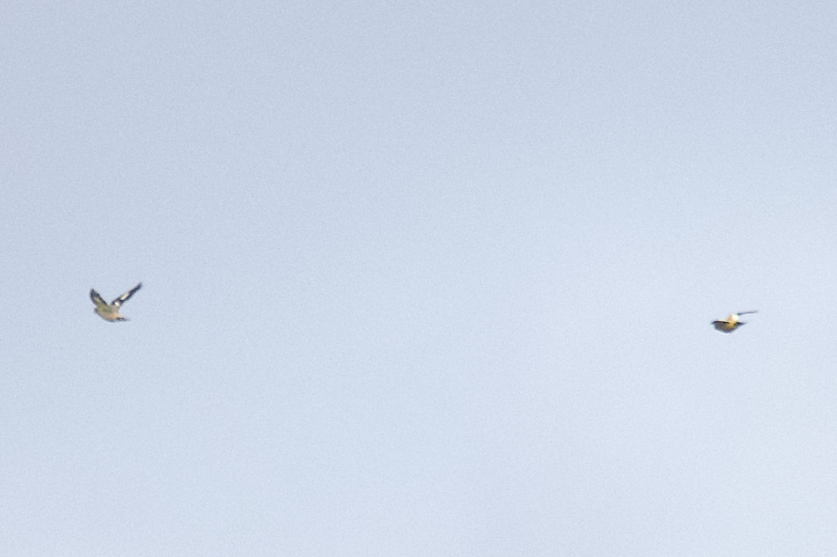 Evening Grosbeak - ML645356909