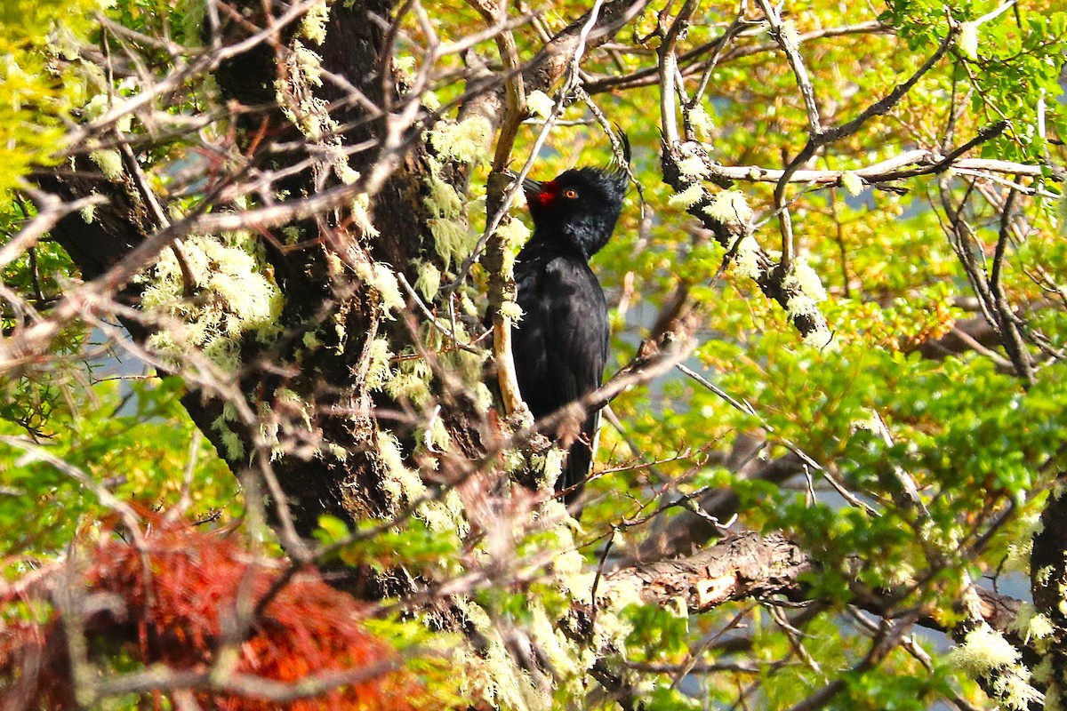 Magellanic Woodpecker - ML645356911