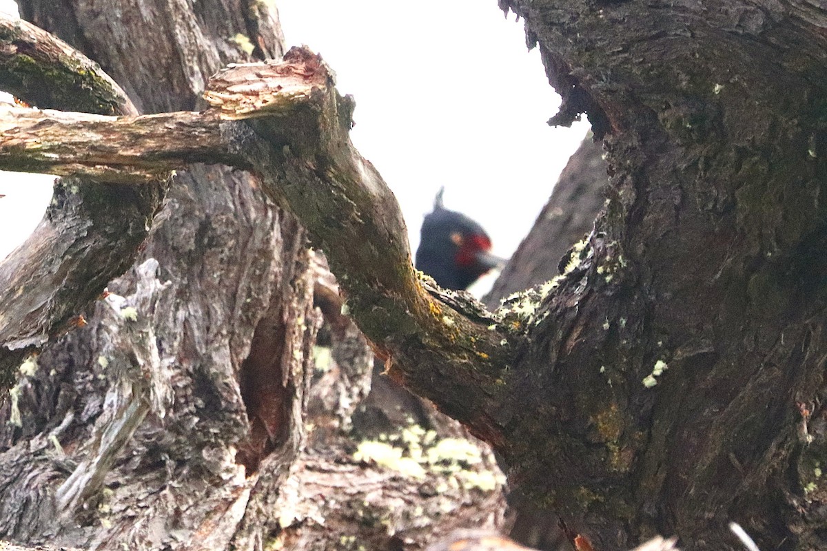 Magellanic Woodpecker - ML645356912