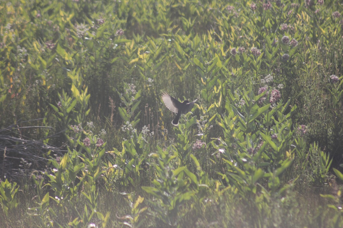 Tyran tritri - ML645356914