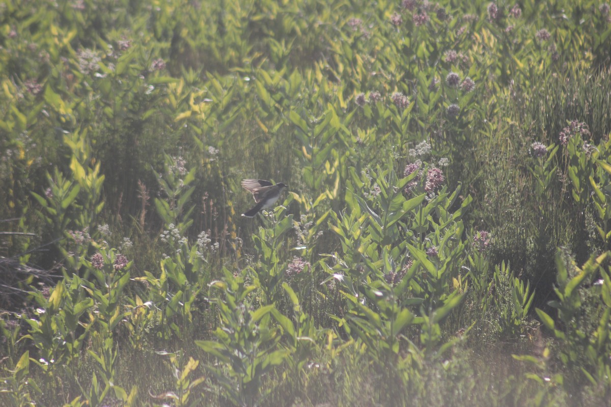 Tyran tritri - ML645356915