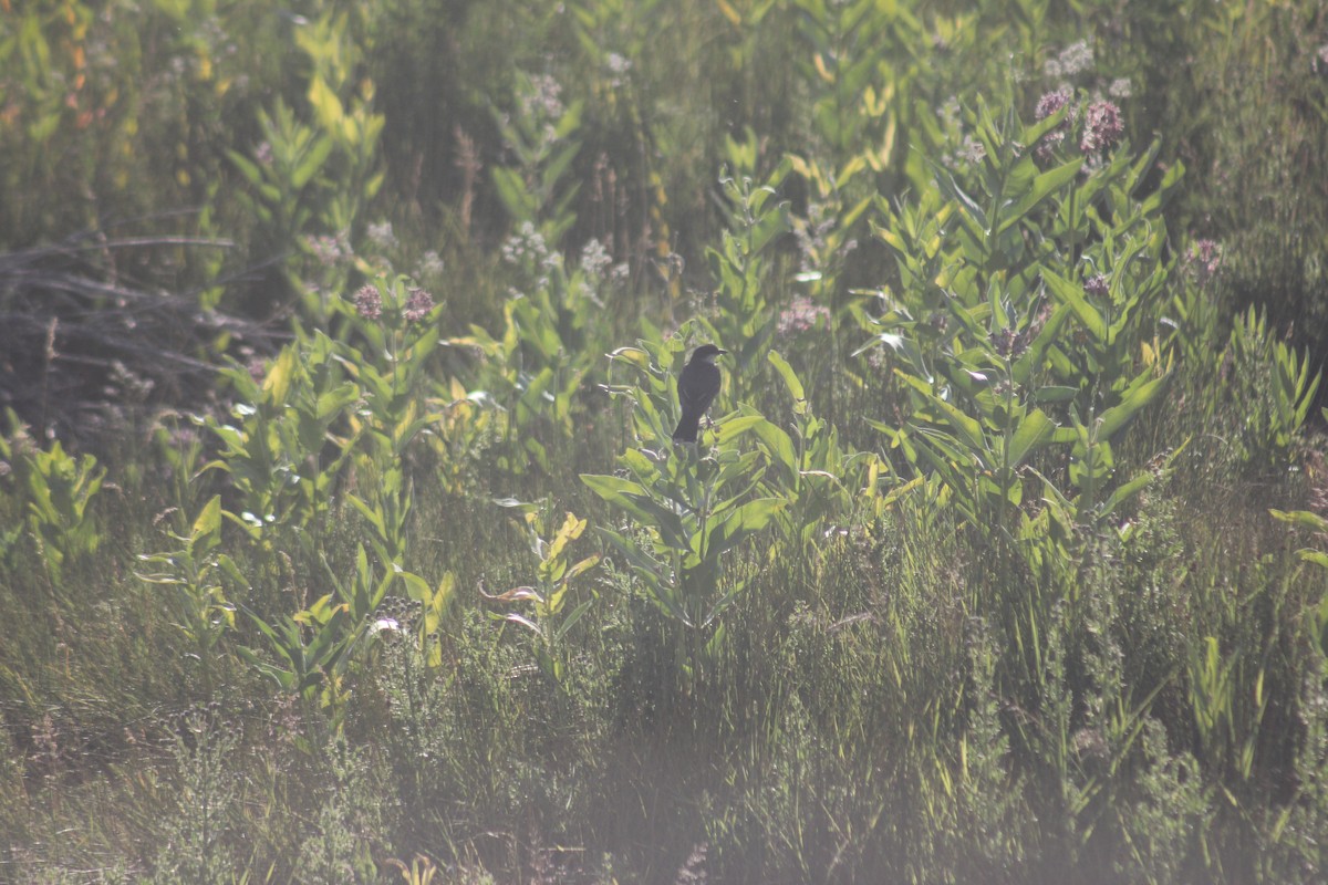 Tyran tritri - ML645356916