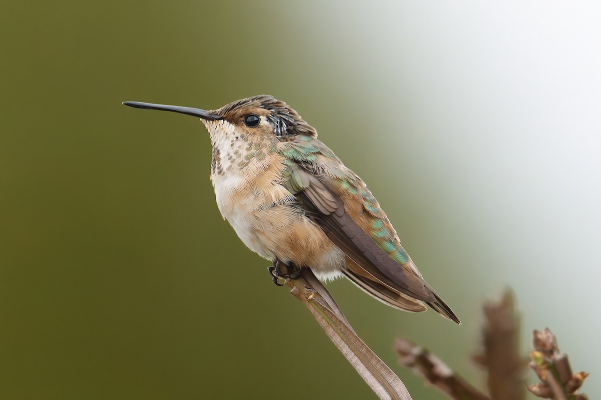 Rufous Hummingbird - ML645356929