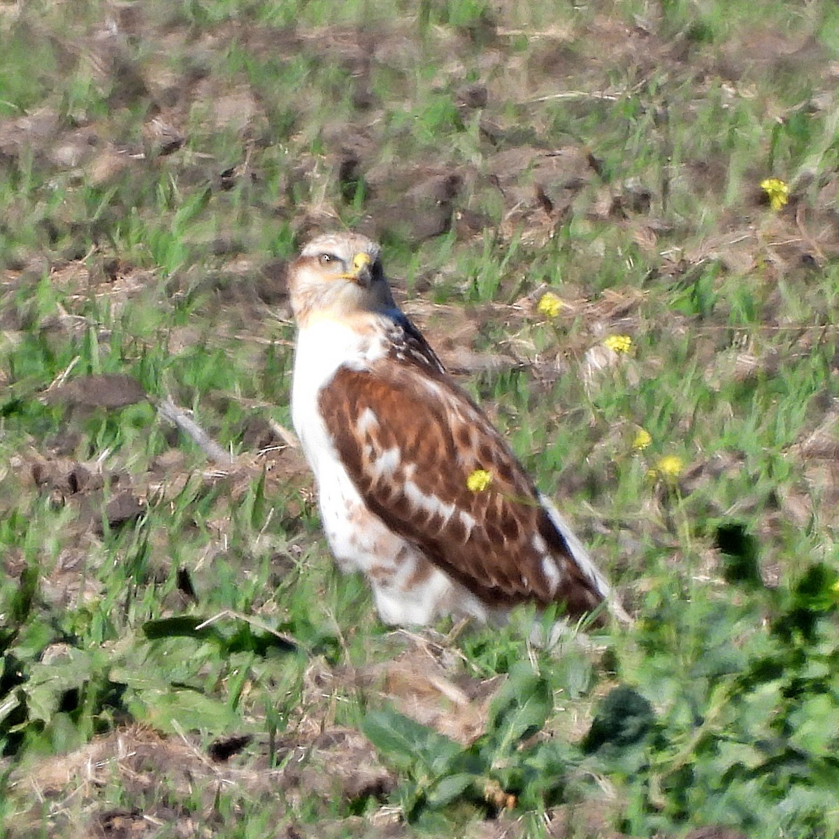 Ferruginous Hawk - ML645356966