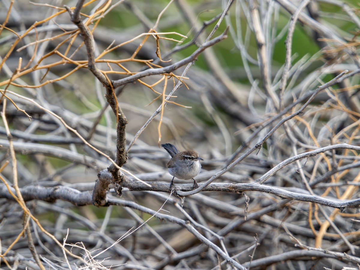 Bewick's Wren - ML645356997