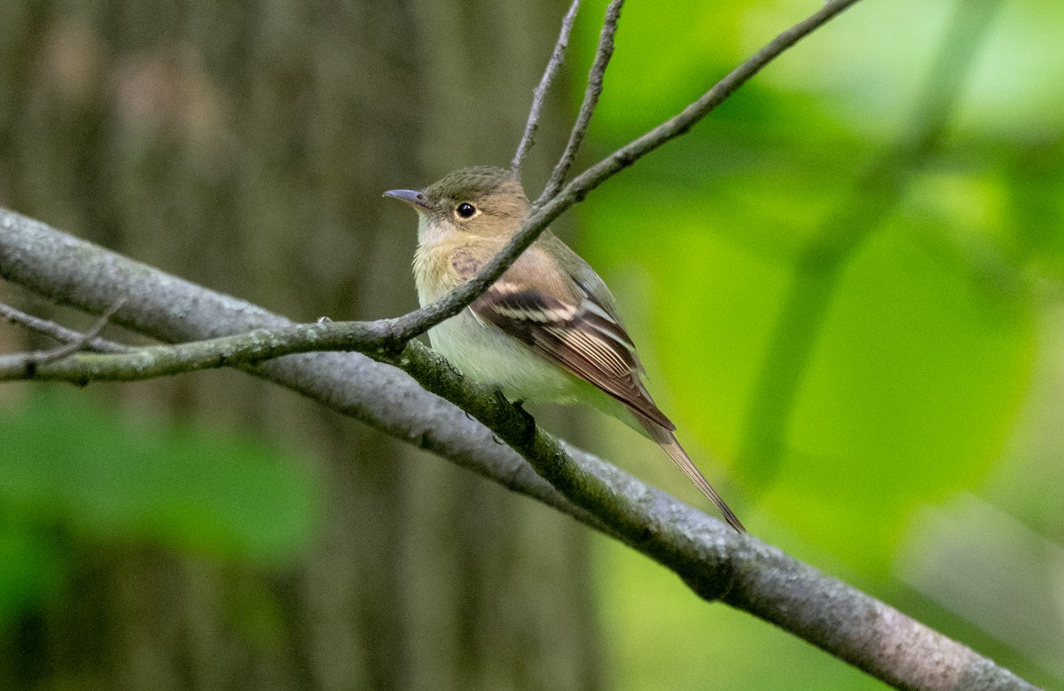 Acadian Flycatcher - ML645357007
