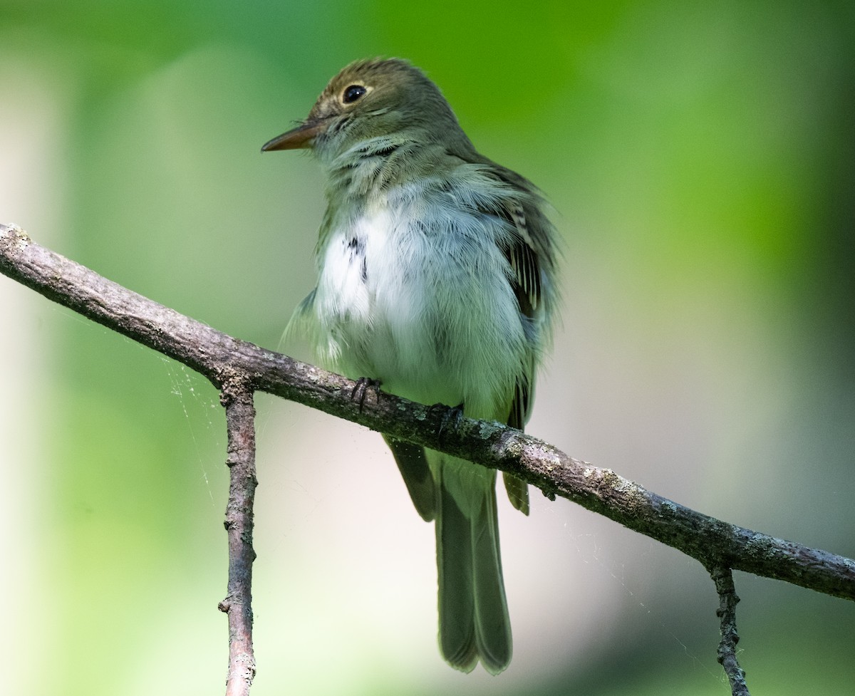 Acadian Flycatcher - ML645357016