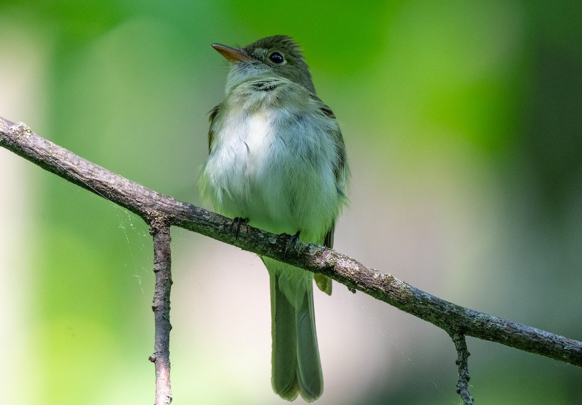 Acadian Flycatcher - ML645357029
