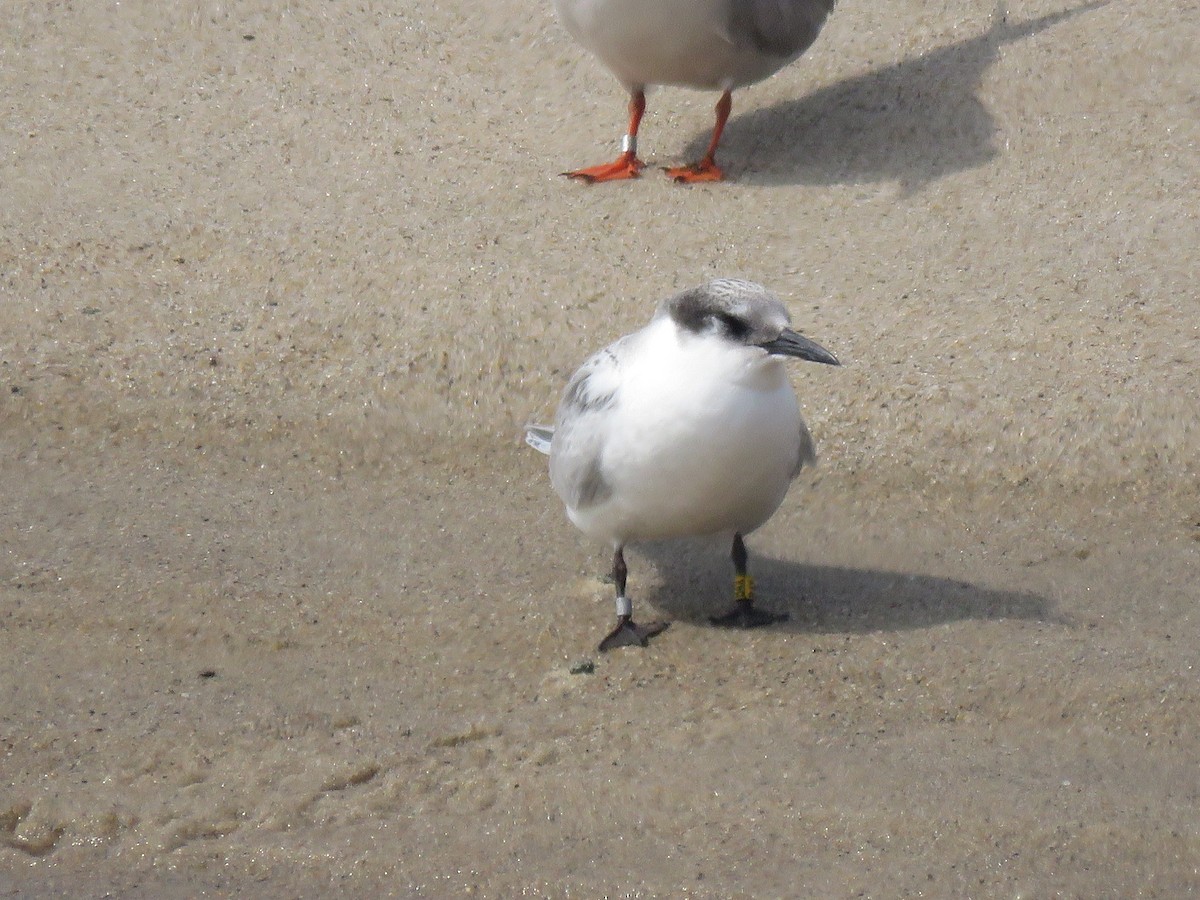 Roseate Tern - ML645357034