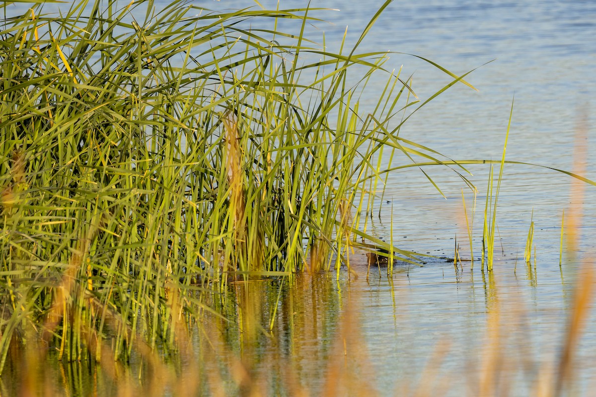 North American River Otter - ML645357048