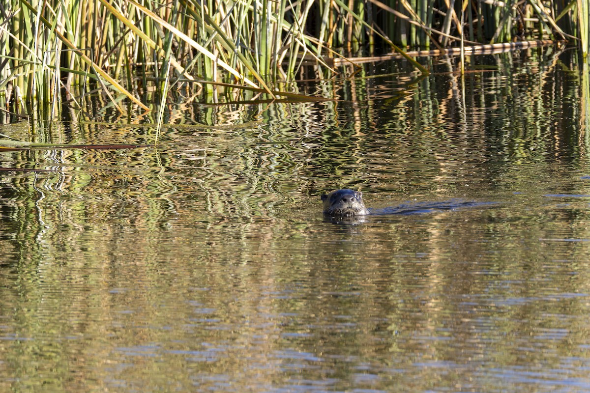 North American River Otter - ML645357049