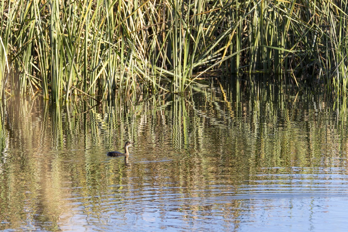 Pied-billed Grebe - ML645357071