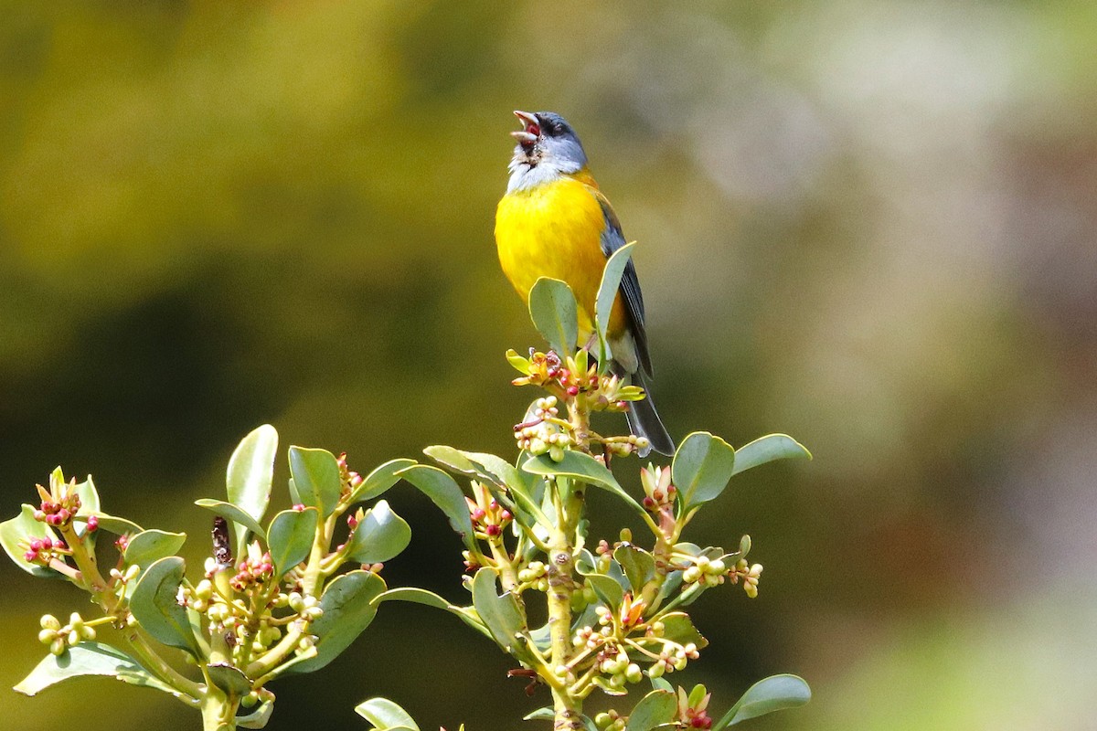 Patagonian Sierra Finch - ML645357087