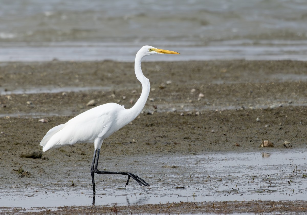 volavka bílá - ML645357091