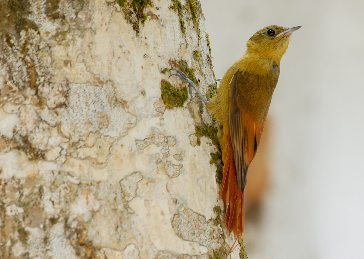 Olivaceous Woodcreeper - ML645357095