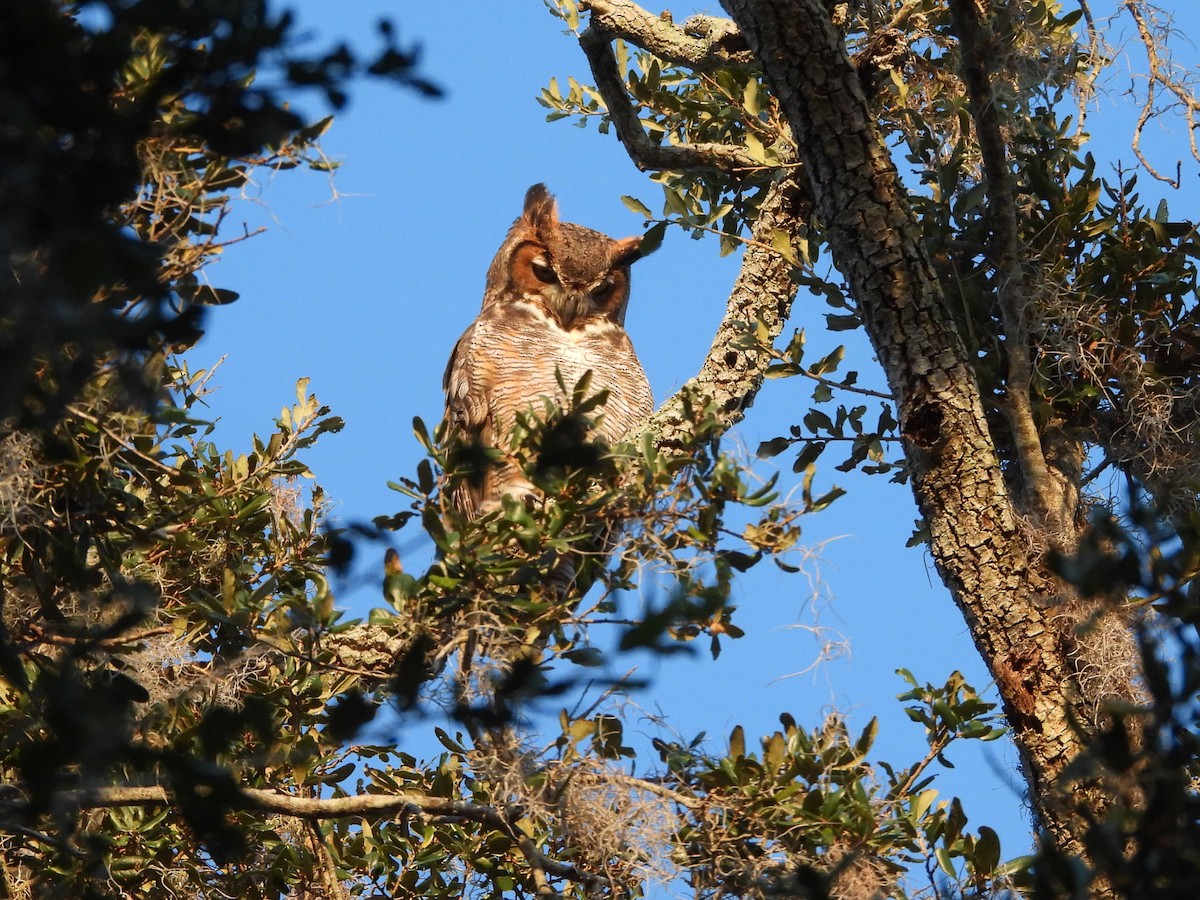Great Horned Owl - ML645357096